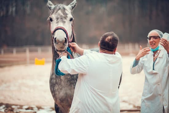 When You Need A VET For Your Horse?