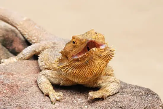 Bearded dragon mouth open, gasping
