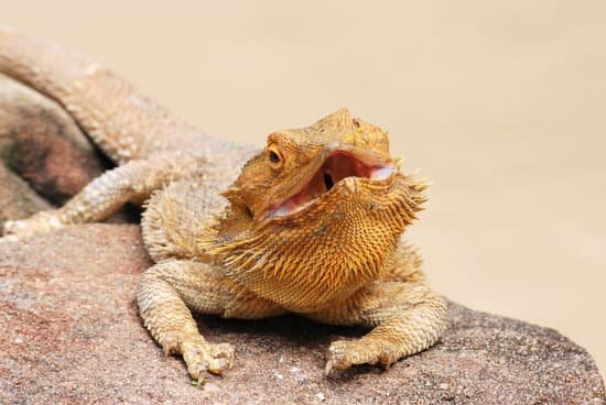 Bearded dragon mouth open, gasping