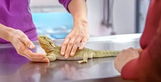 Take your bearded dragons to a VET before it shows any dying signs