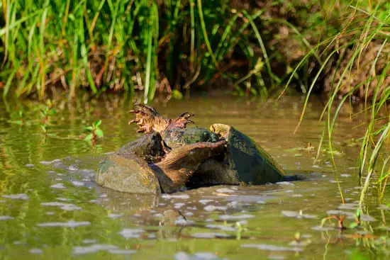 snapping turtles mating