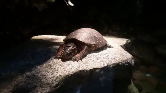 turtle stays on basking spot is a sick sign
