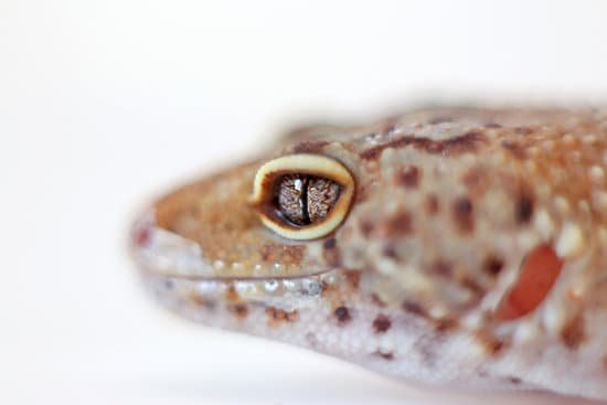 a bright clear eyes of a healthy leopard gecko