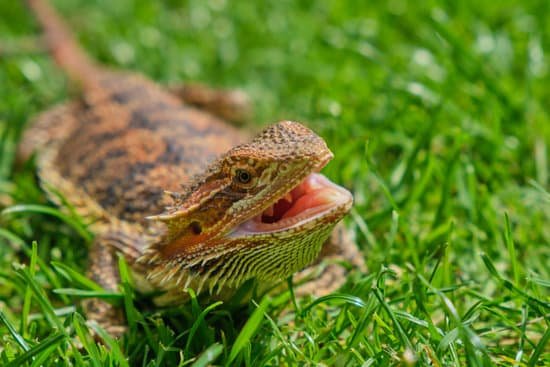 Why Do Bearded Dragons Lick Everything? bearded dragon licking while exploring its tank