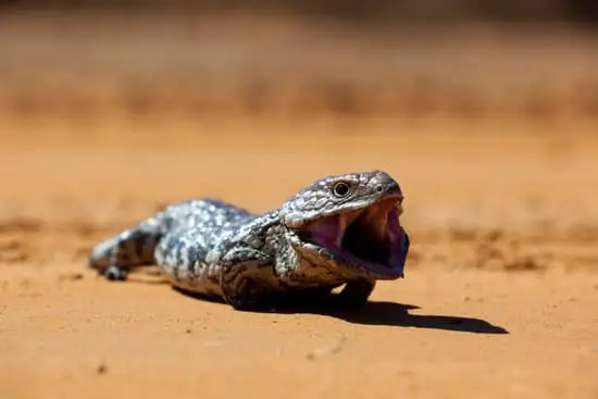 Blue tongue skink squeaking