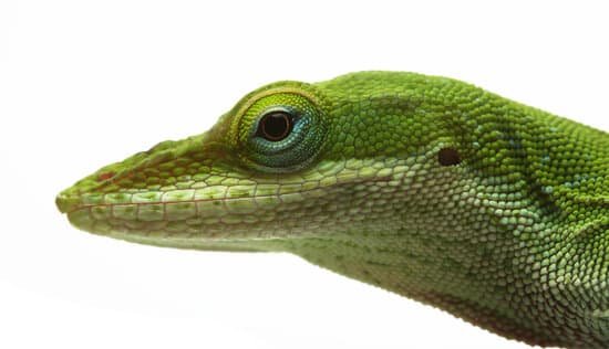 A healthy green anole lizard has bright and full eyes.