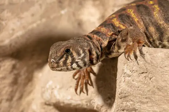 Can You Treat A Sick Uromastyx?