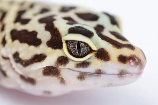 Leopard Gecko Eyes Appearance