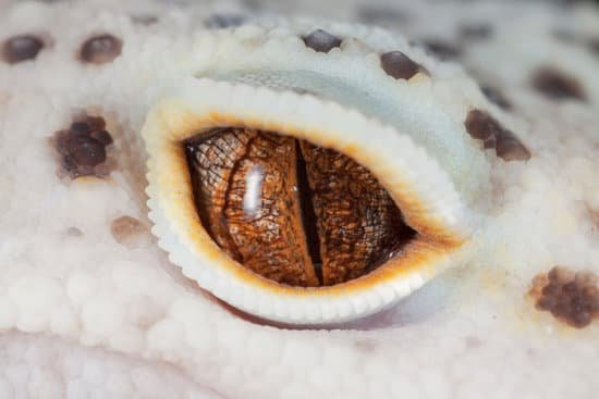 Eye Issues In Leopard Geckos