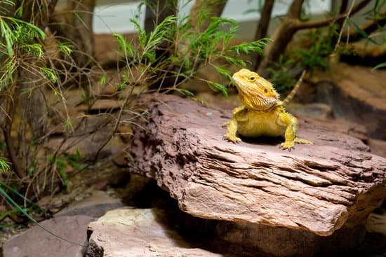 bearded dragon humidity 