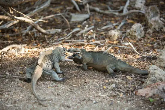 two iguanas attacking and fighting each other