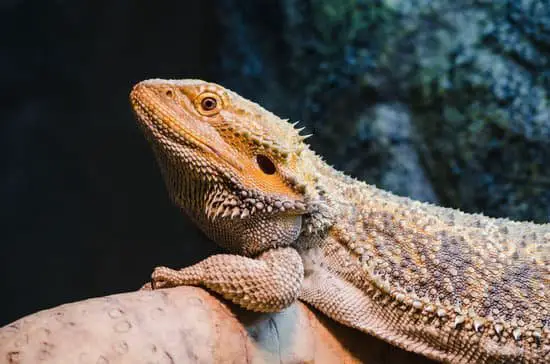 What Happens When Bearded Dragons Get Too Cold