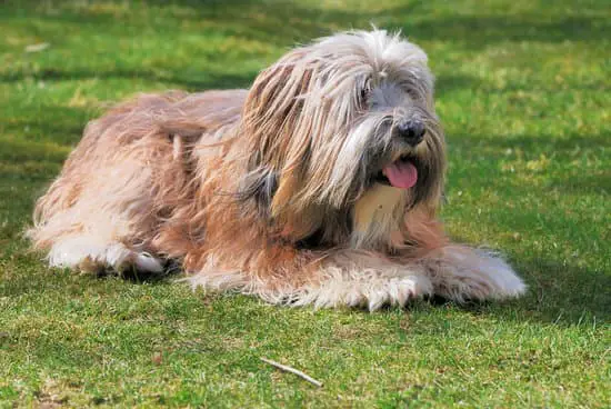 Tibetan Terrier most expensive small dog breeds