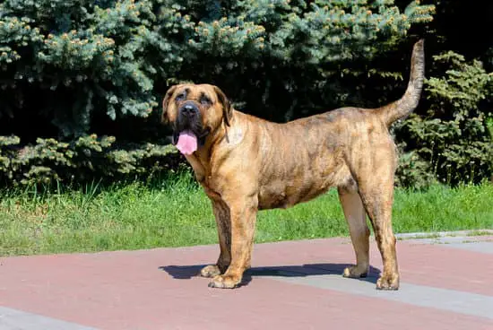 Presa Canario mastiff breed