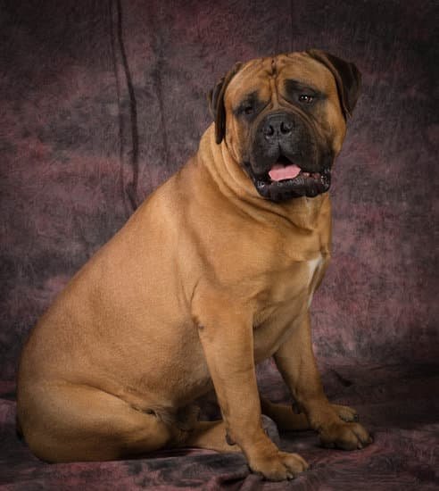 Bullmastiffs mastiff dog