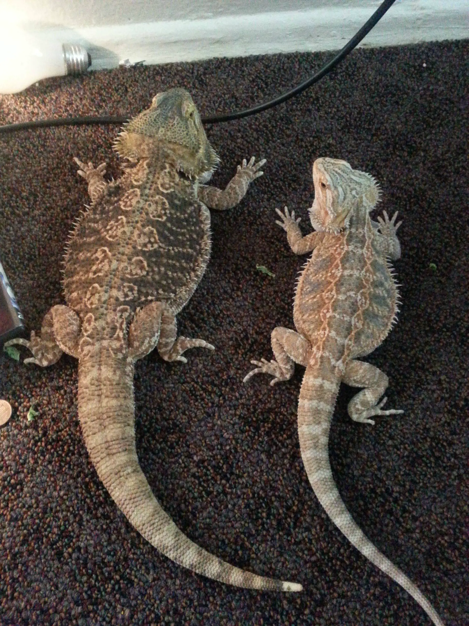 german giant bearded dragon compared to normal