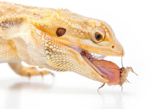 bearded dragon licking when hungry