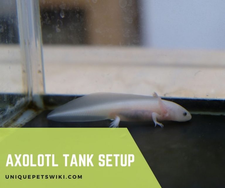 Axolotl Tank Setup: Everything You Should Know