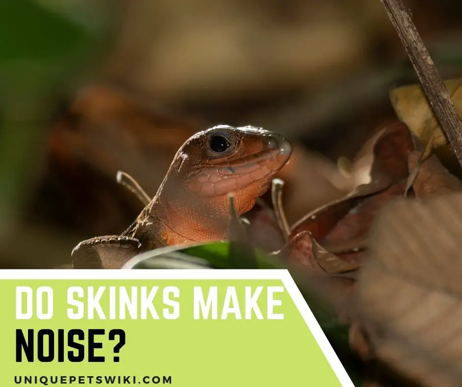 Do Skinks Make Noise?