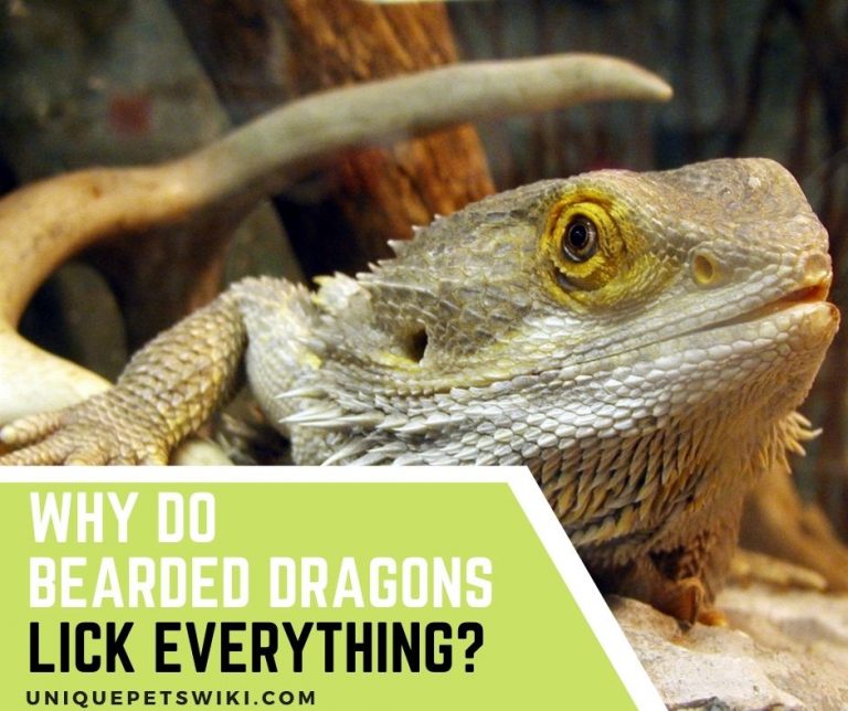 Why Do Bearded Dragons Lick Everything? 7 Causes and Its Meaning