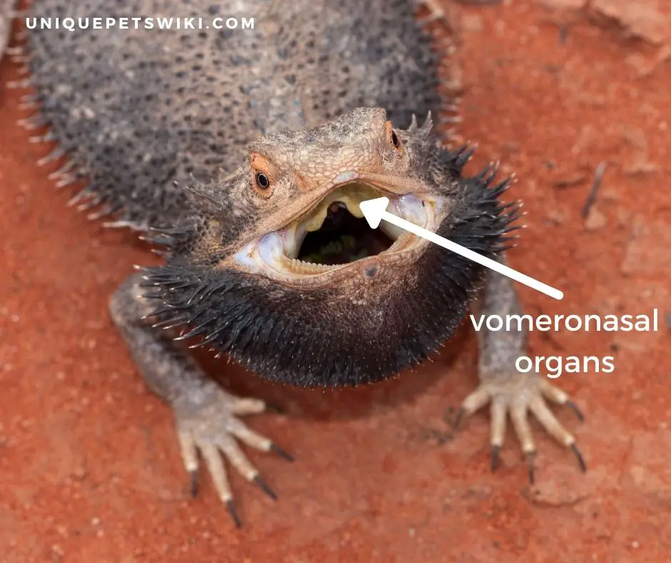 beaded dragon vomeronasal organs