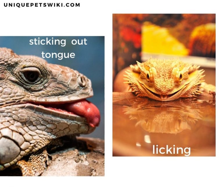 Why Do Bearded Dragons Lick Everything? 7 Causes and Its Meaning