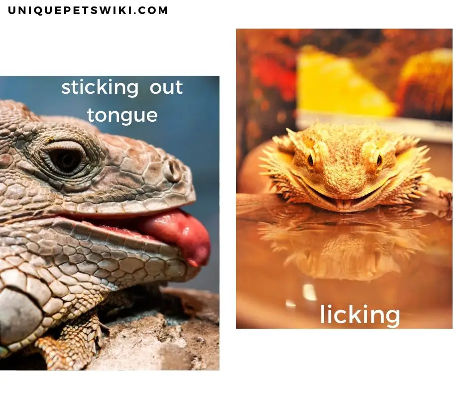 Distinguishing between licking and sticking out tongue in bearded dragons