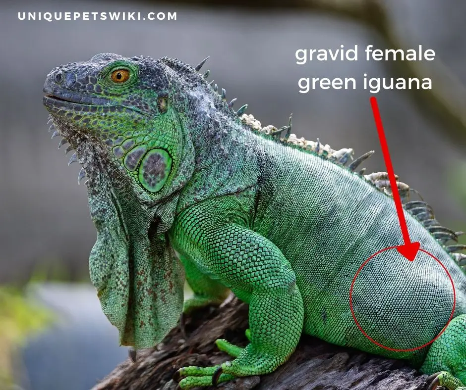 gravid female green iguana