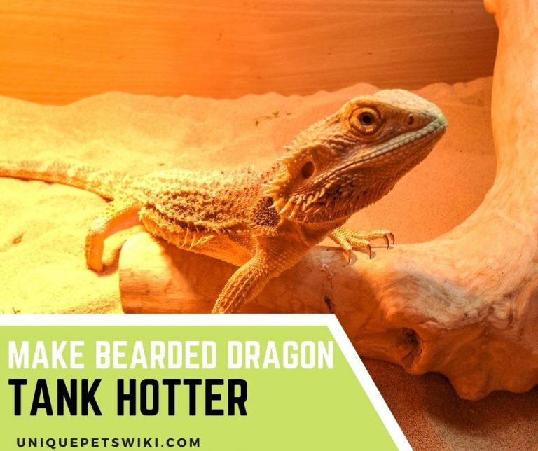 6-ways-to-make-bearded-dragon-tank-hotter-exclusive-winter-tips