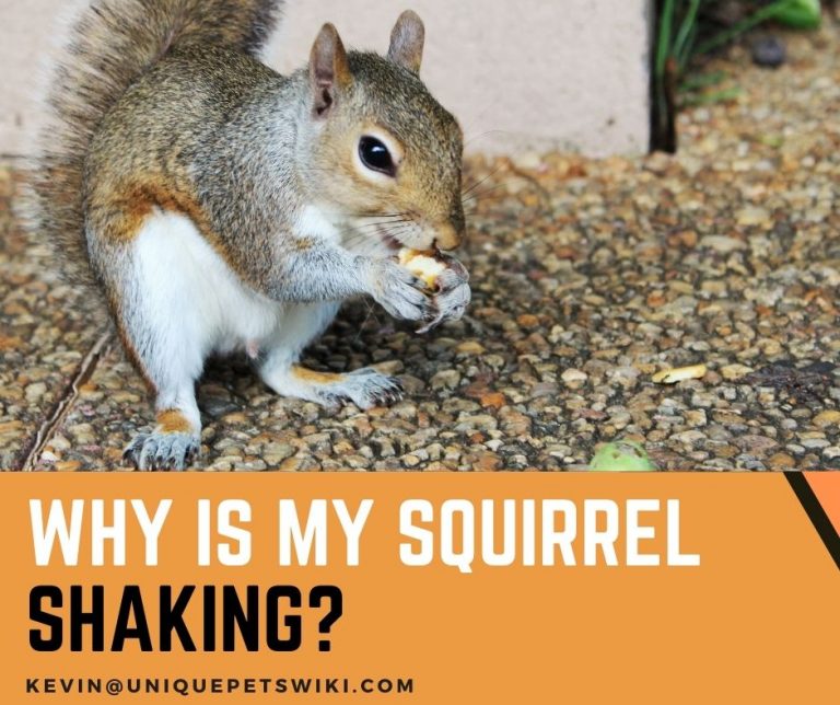 Why Is My Squirrel Shaking? 3 Common Reasons
