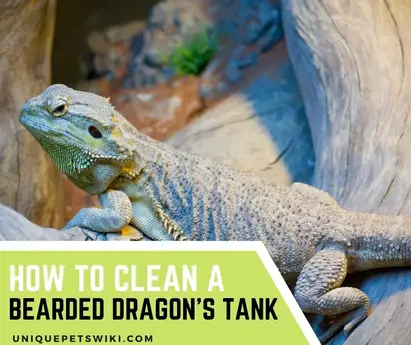 How To Clean A Bearded Dragon S Tank Step By Step Instructions