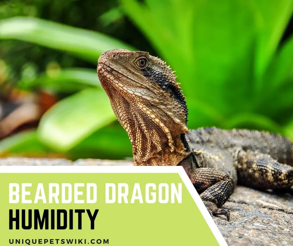 Bearded Dragon Humidity