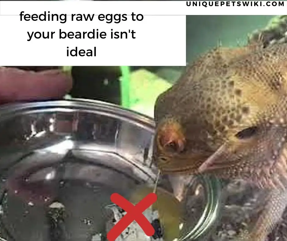 Can Bearded Dragons Eat Quail Eggs?