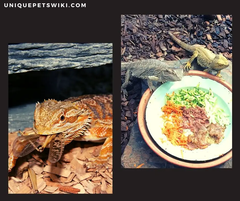 Best foods to feed to bearded dragons