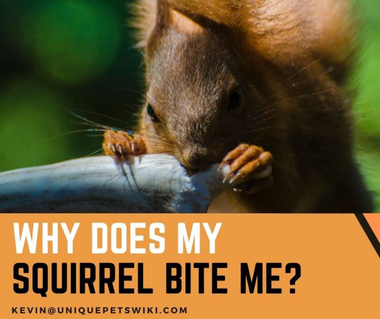 Why Does Your Squirrel Bite You? 4 Secrets You Didn't Know