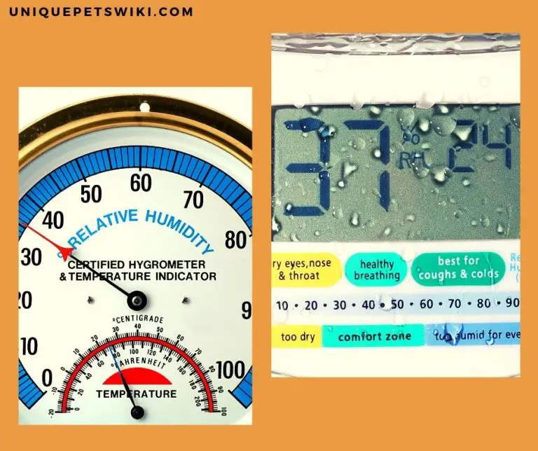 Bearded Dragon Humidity The Ideal Level And How To Maintain