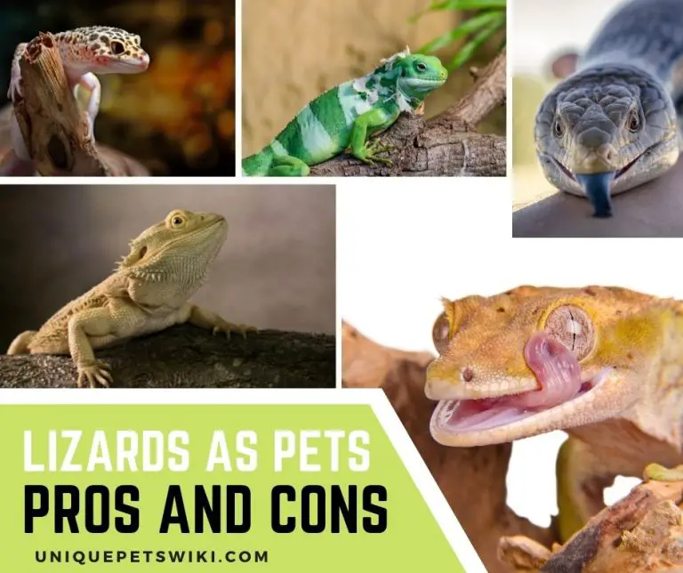 Lizards As Pets Pros And Cons