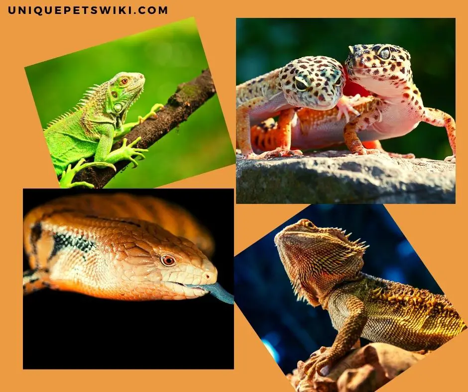 Lizards As Pets Pros And Cons
