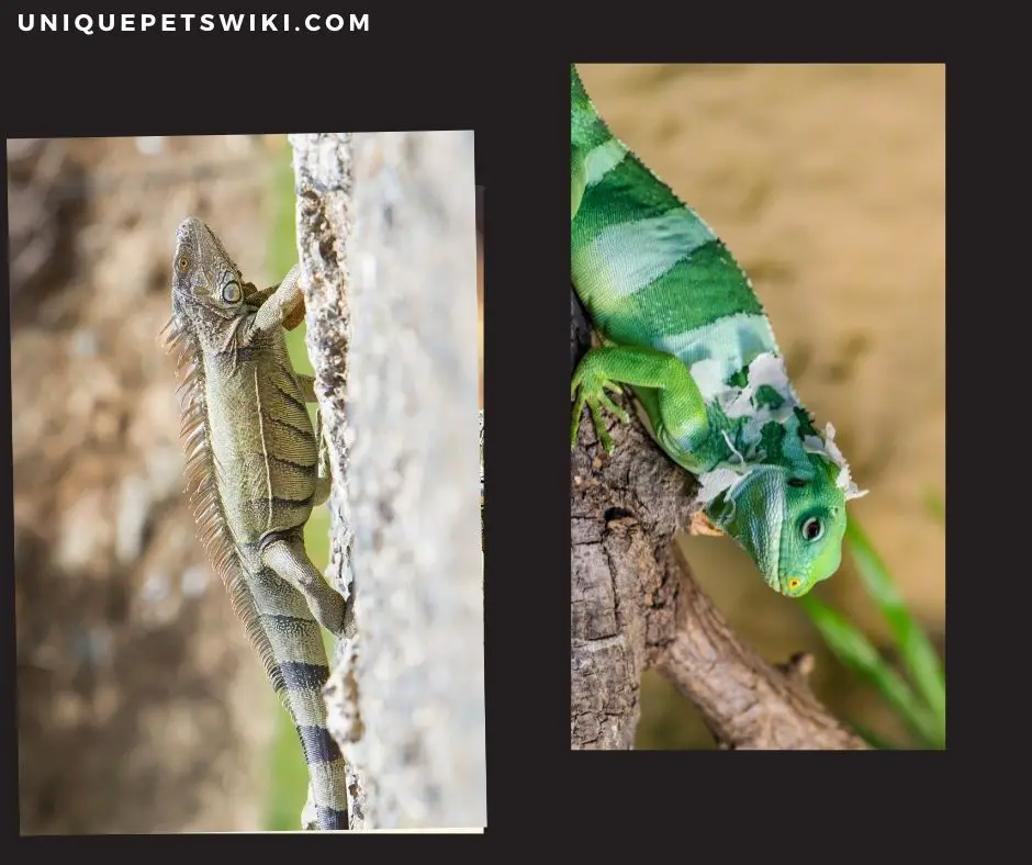 iguana lizards as pets