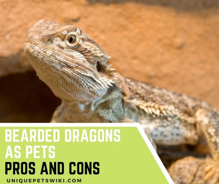 Bearded Dragons As Pets Pros And Cons
