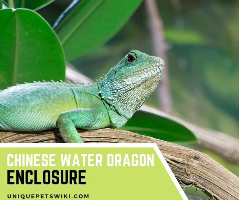 Chinese Water Dragon Enclosure A Detailed Setup Guide