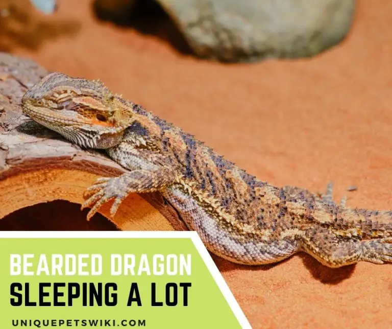 Bearded Dragon Sleeping A Lot 8 Causes And What to Do to Help