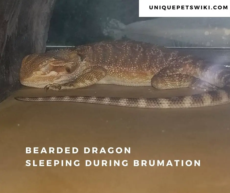 bearded dragon sleeping in hide during brumation