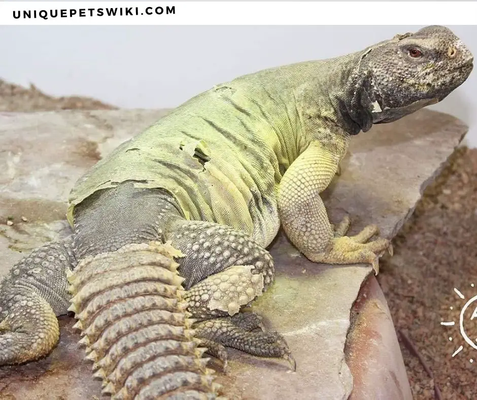 bearded dragon with stuck shed