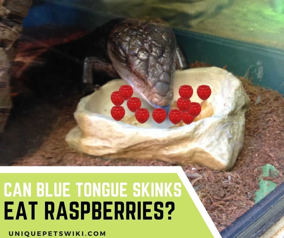 blue tongue skinks eating raspberry