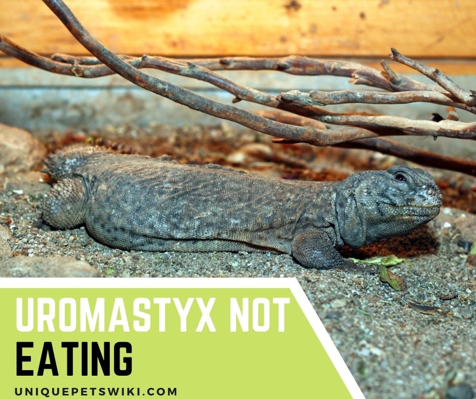 Uromastyx Not Eating