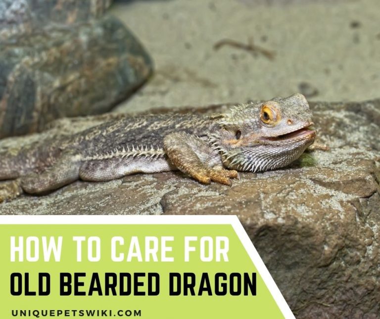 How To Care For Old Bearded Dragon Tips And Tricks And How To