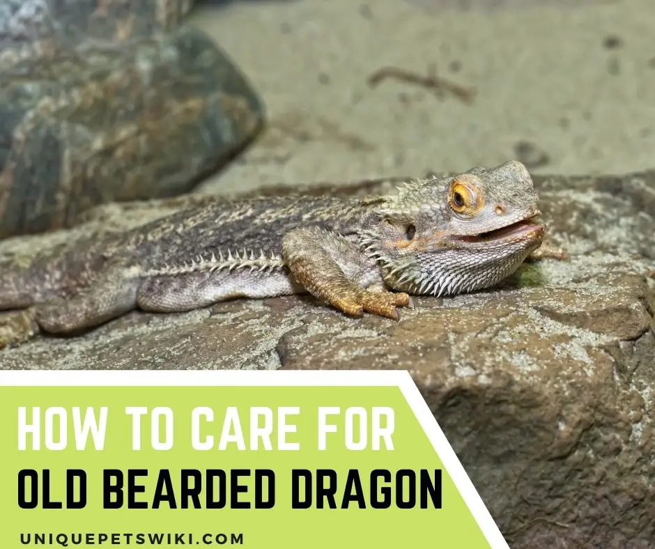 How To Care For Old Bearded Dragon
