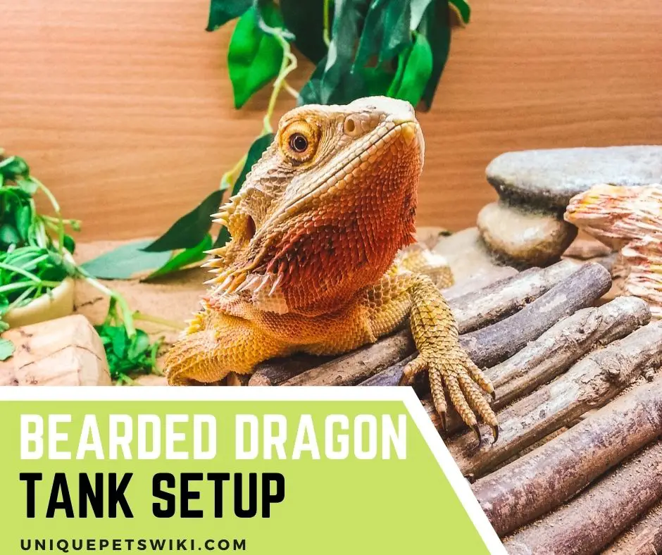 Bearded Dragon Tank Setup