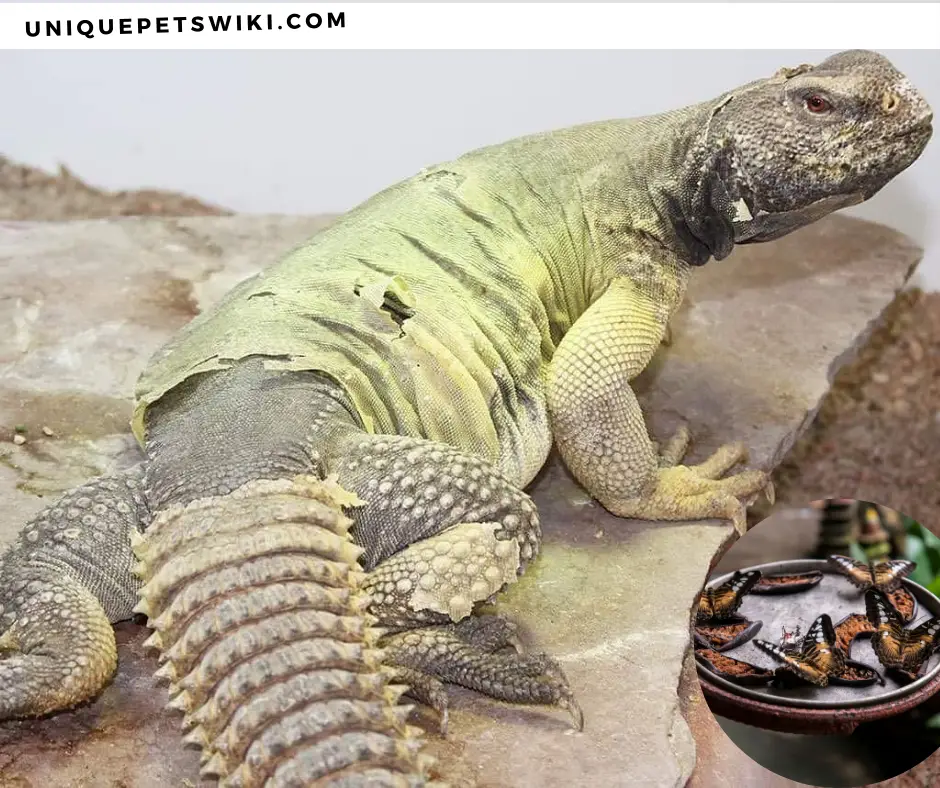 A uromastyx with a retain shed